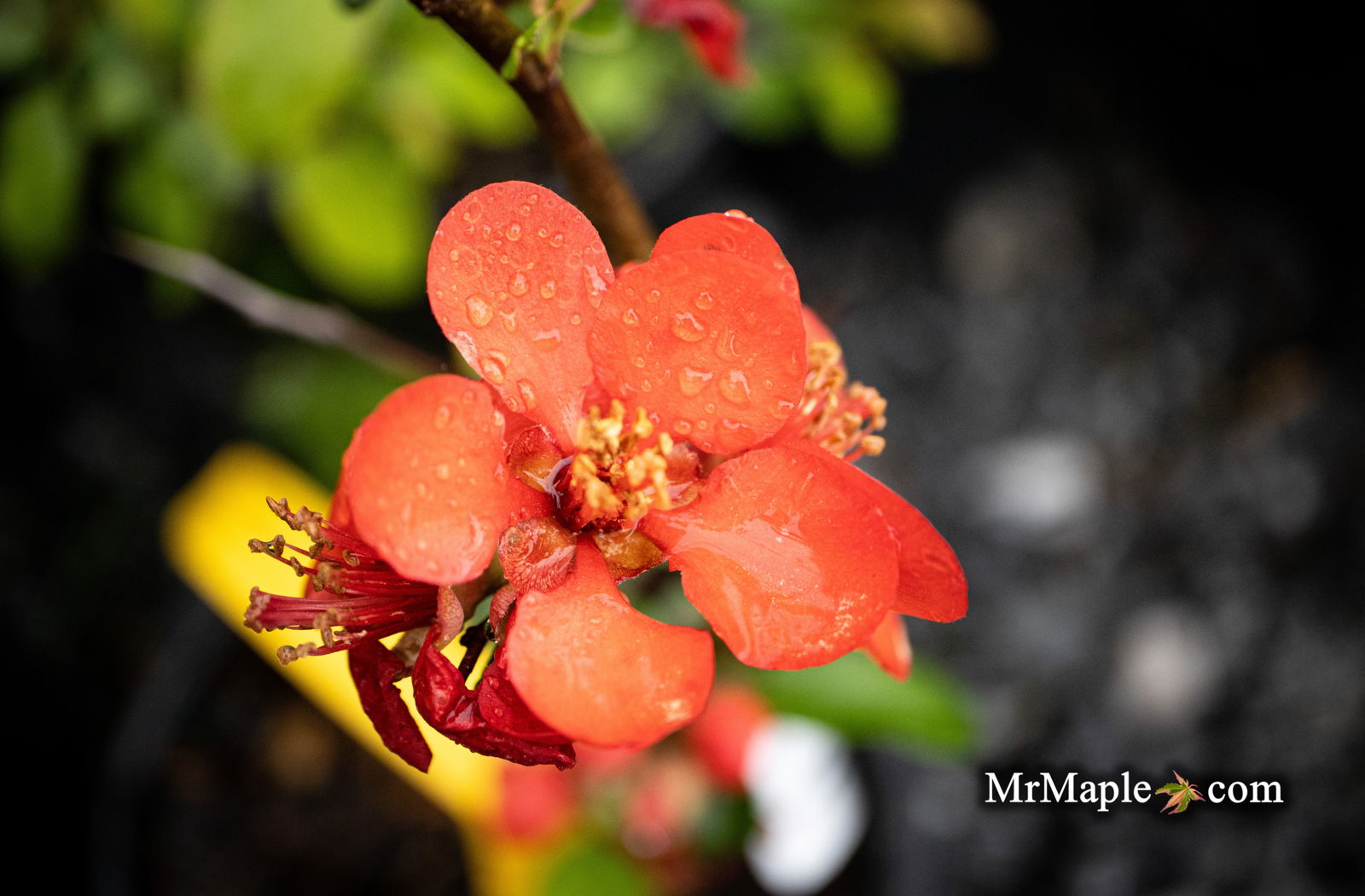 Buy Chaenomeles X superba 'Superb Fusion' Dwarf Flowering Quince