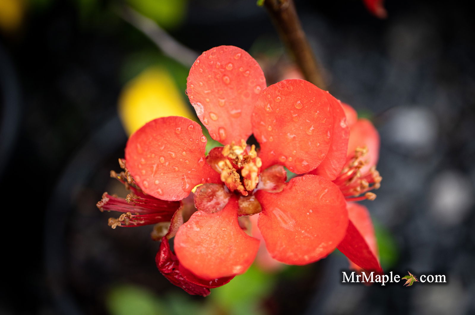 その他 flower Flowers in X-T4. With a 16-55 f.2.8 : r/fujifilm