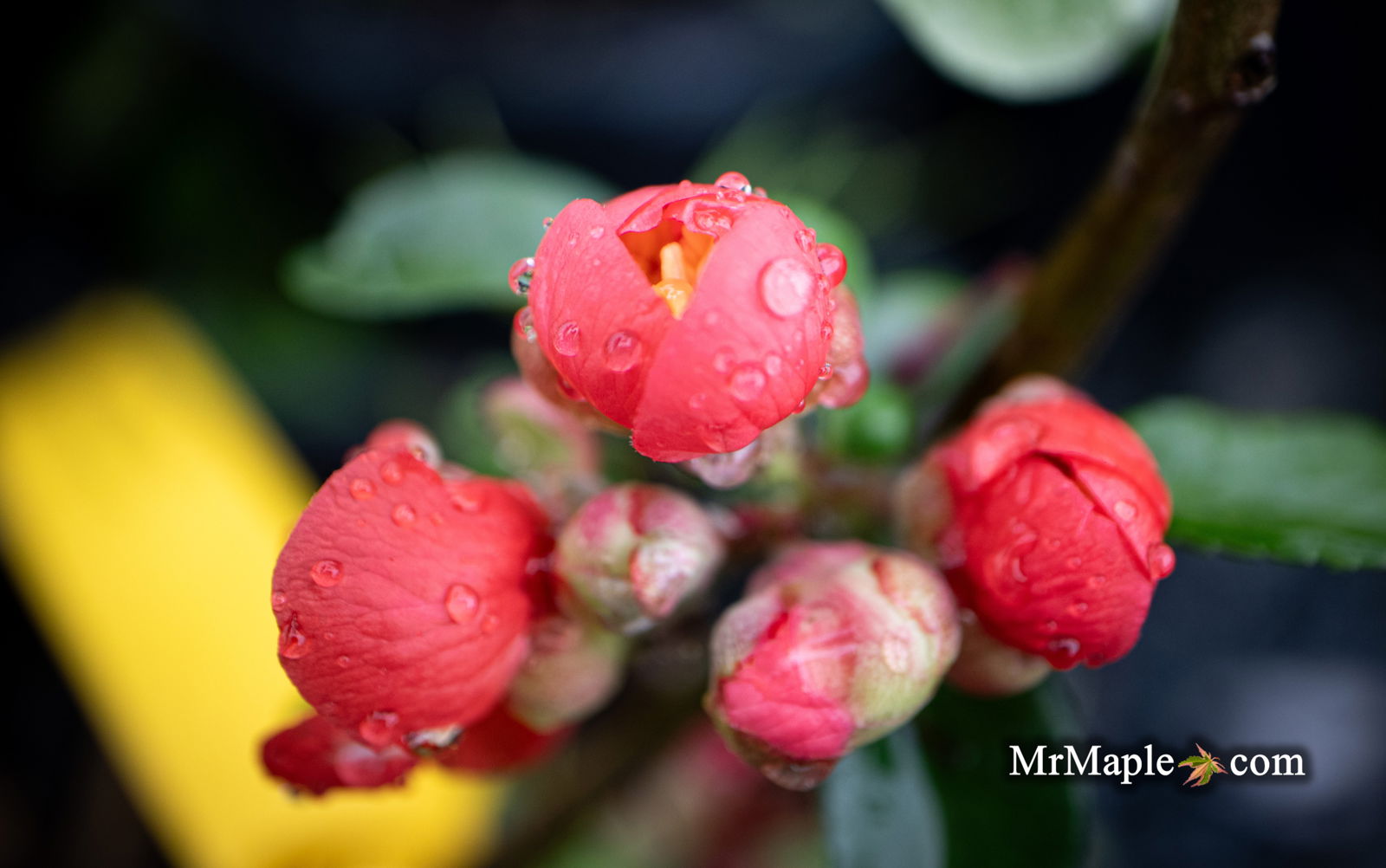 Buy Chaenomeles X superba 'Superb Fusion' Dwarf Flowering Quince