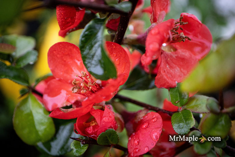 - Chaenomeles X superba 'Superb Fusion' Dwarf Flowering Quince - Mr Maple │ Buy Japanese Maple Trees