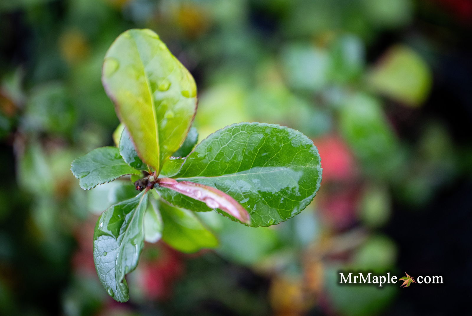 Buy Chaenomeles X superba 'Superb Fusion' Dwarf Flowering Quince