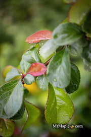 - Chaenomeles X superba 'Superb Fusion' Dwarf Flowering Quince - Mr Maple │ Buy Japanese Maple Trees