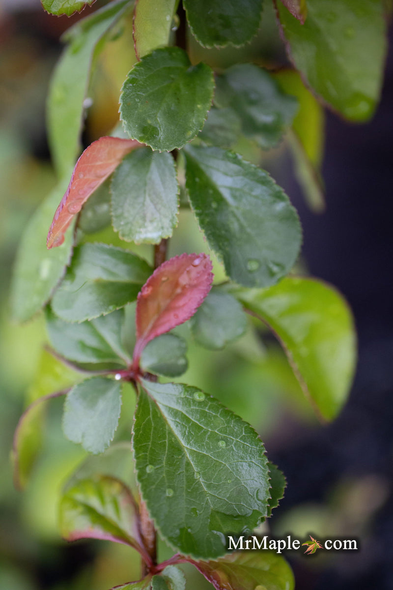 - Chaenomeles X superba 'Superb Fusion' Dwarf Flowering Quince - Mr Maple │ Buy Japanese Maple Trees