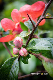 - Chaenomeles X superba 'Superb Fusion' Dwarf Flowering Quince - Mr Maple │ Buy Japanese Maple Trees