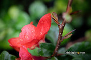 - Chaenomeles X superba 'Superb Fusion' Dwarf Flowering Quince - Mr Maple │ Buy Japanese Maple Trees