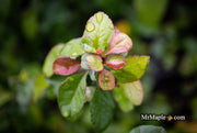 - Chaenomeles X superba 'Superb Fusion' Dwarf Flowering Quince - Mr Maple │ Buy Japanese Maple Trees