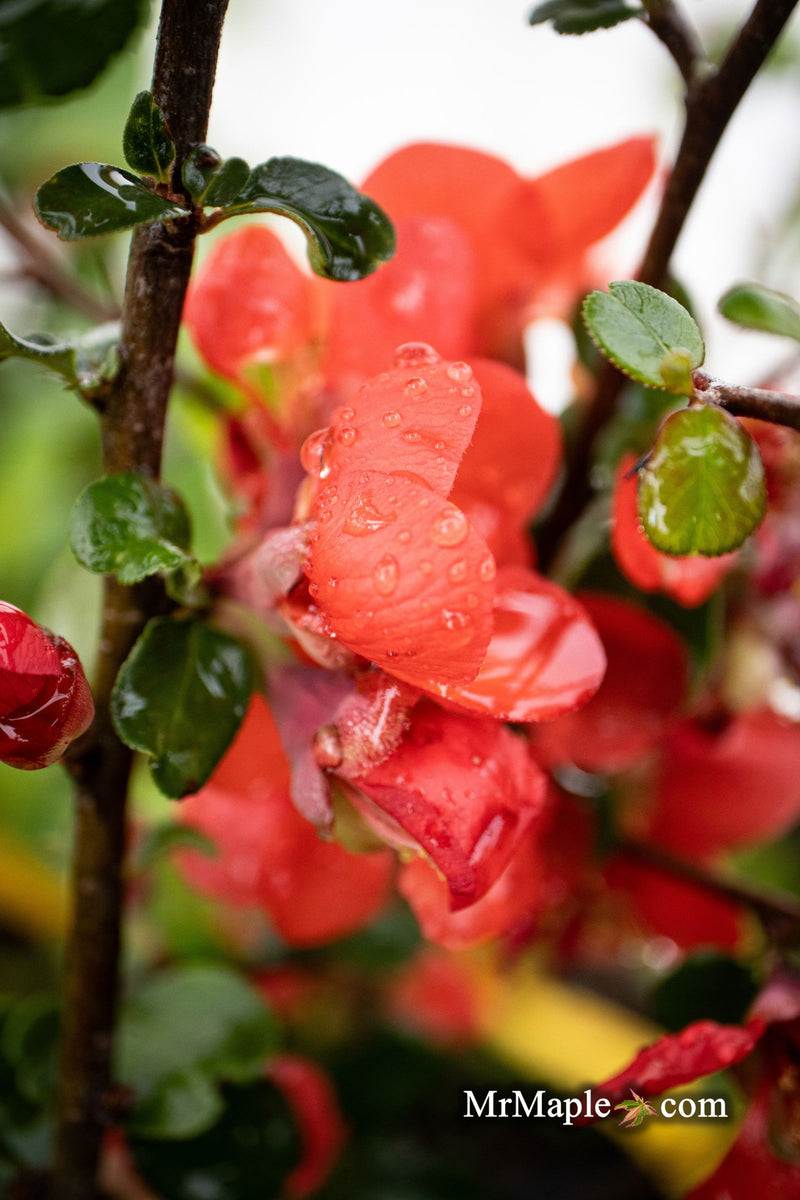 - Chaenomeles X superba 'Superb Fusion' Dwarf Flowering Quince - Mr Maple │ Buy Japanese Maple Trees