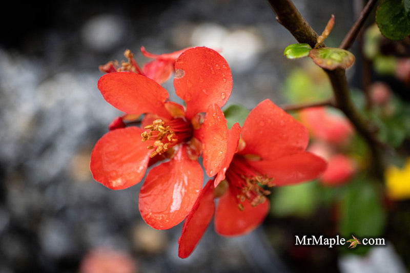 - Chaenomeles X superba 'Superb Fusion' Dwarf Flowering Quince - Mr Maple │ Buy Japanese Maple Trees