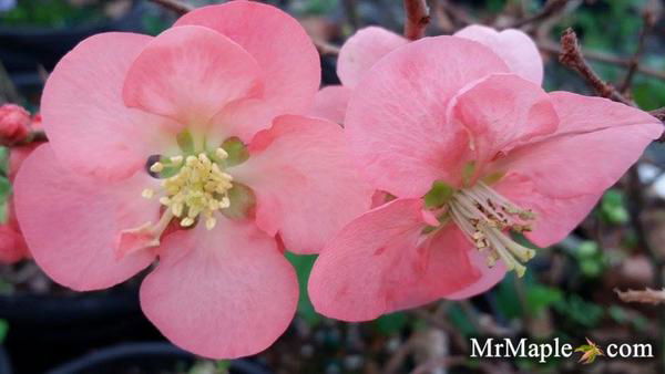 Buy Chaenomeles X superba 'Texas Scarlet' Dwarf Flowering Quince