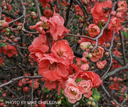 - Chaenomeles japonica 'Chojuraku' Dwarf Flowering Quince - Mr Maple │ Buy Japanese Maple Trees