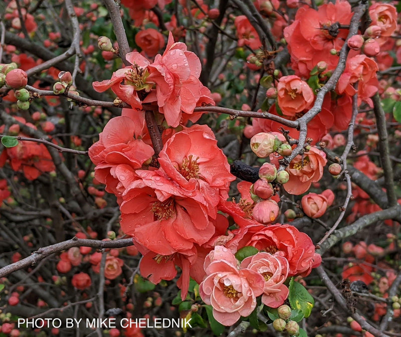 - Chaenomeles japonica 'Chojuraku' Dwarf Flowering Quince - Mr Maple │ Buy Japanese Maple Trees