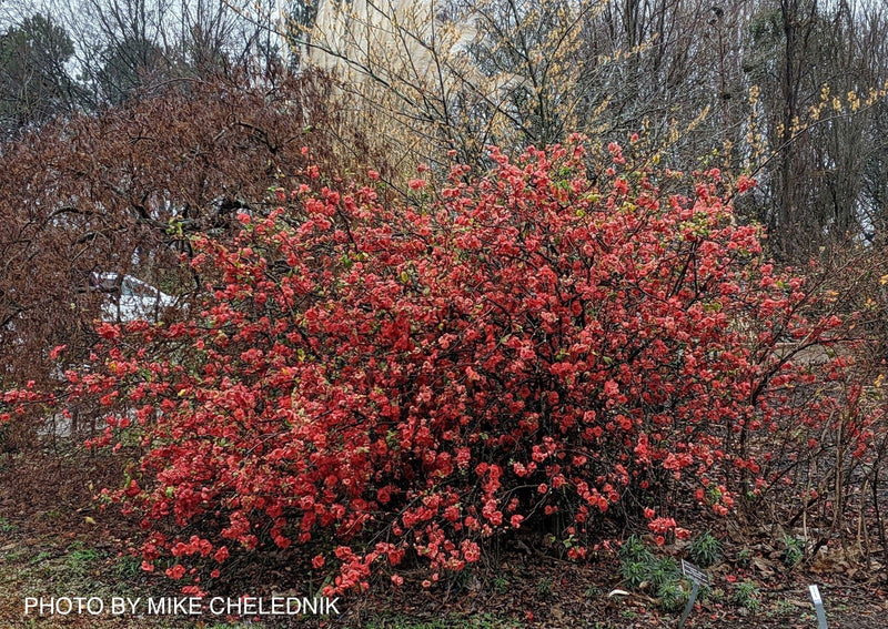 - Chaenomeles japonica 'Chojuraku' Dwarf Flowering Quince - Mr Maple │ Buy Japanese Maple Trees