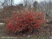 - Chaenomeles japonica 'Chojuraku' Dwarf Flowering Quince - Mr Maple │ Buy Japanese Maple Trees