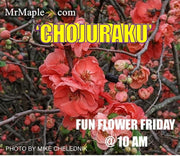 - Chaenomeles japonica 'Chojuraku' Dwarf Flowering Quince - Mr Maple │ Buy Japanese Maple Trees