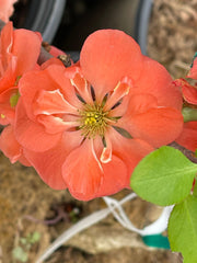 - Chaenomeles japonica 'Chojuraku' Dwarf Flowering Quince - Mr Maple │ Buy Japanese Maple Trees