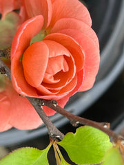 - Chaenomeles japonica 'Chojuraku' Dwarf Flowering Quince - Mr Maple │ Buy Japanese Maple Trees