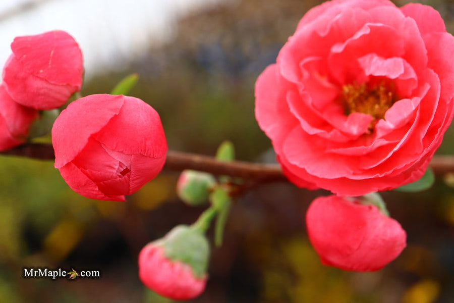 Buy Chaenomeles speciosa 'Iwai nishiki' Dwarf Flowering Quince