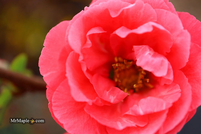 - Chaenomeles speciosa 'Iwai nishiki' Dwarf Flowering Quince - Mr Maple │ Buy Japanese Maple Trees