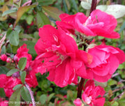 - Chaenomeles speciosa 'Iwai nishiki' Dwarf Flowering Quince - Mr Maple │ Buy Japanese Maple Trees