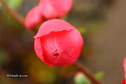- Chaenomeles speciosa 'Iwai nishiki' Dwarf Flowering Quince - Mr Maple │ Buy Japanese Maple Trees