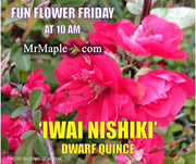 - Chaenomeles speciosa 'Iwai nishiki' Dwarf Flowering Quince - Mr Maple │ Buy Japanese Maple Trees