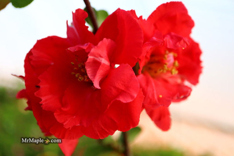 - Chaenomeles speciosa 'Iwai nishiki' Dwarf Flowering Quince - Mr Maple │ Buy Japanese Maple Trees