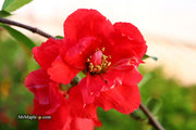 - Chaenomeles speciosa 'Iwai nishiki' Dwarf Flowering Quince - Mr Maple │ Buy Japanese Maple Trees