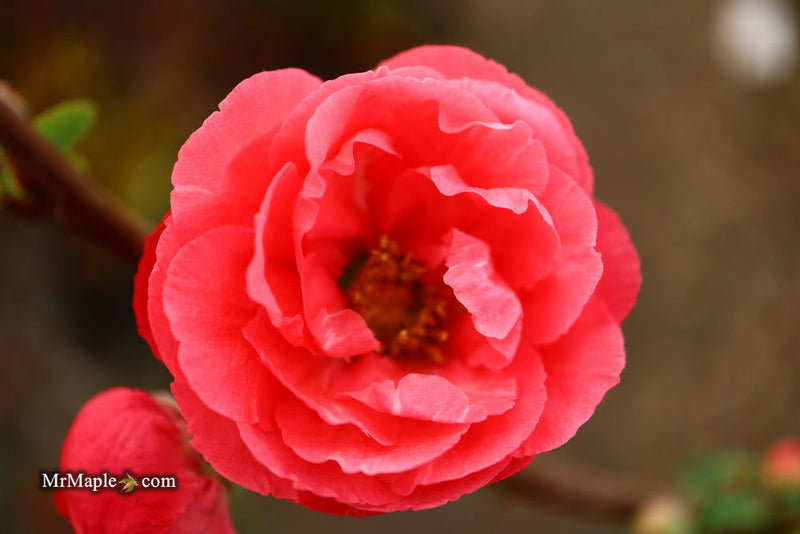 - Chaenomeles speciosa 'Iwai nishiki' Dwarf Flowering Quince - Mr Maple │ Buy Japanese Maple Trees