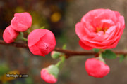 - Chaenomeles speciosa 'Iwai nishiki' Dwarf Flowering Quince - Mr Maple │ Buy Japanese Maple Trees