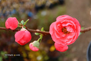 - Chaenomeles speciosa 'Iwai nishiki' Dwarf Flowering Quince - Mr Maple │ Buy Japanese Maple Trees