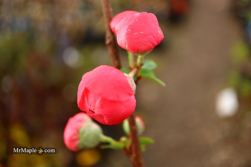 - Chaenomeles speciosa 'Iwai nishiki' Dwarf Flowering Quince - Mr Maple │ Buy Japanese Maple Trees