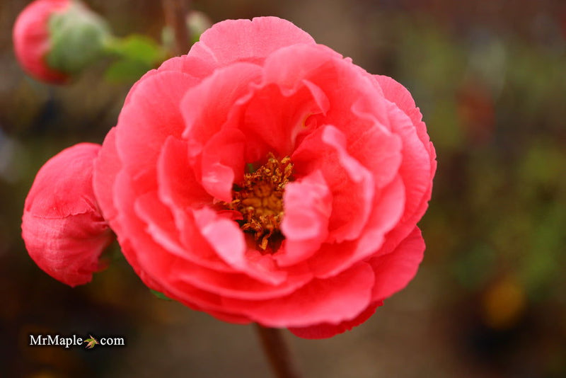 - Chaenomeles speciosa 'Iwai nishiki' Dwarf Flowering Quince - Mr Maple │ Buy Japanese Maple Trees