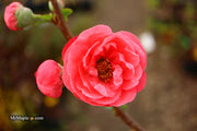 - Chaenomeles speciosa 'Iwai nishiki' Dwarf Flowering Quince - Mr Maple │ Buy Japanese Maple Trees
