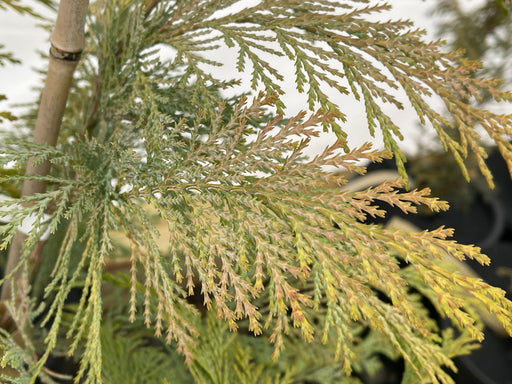 - Chamaecyparis lawsoniana 'Snow Queen’ Lawson Cypress - Mr Maple │ Buy Japanese Maple Trees