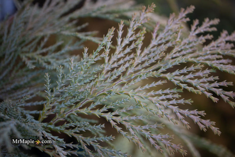 - Chamaecyparis lawsoniana 'Snow Queen’ Lawson Cypress - Mr Maple │ Buy Japanese Maple Trees