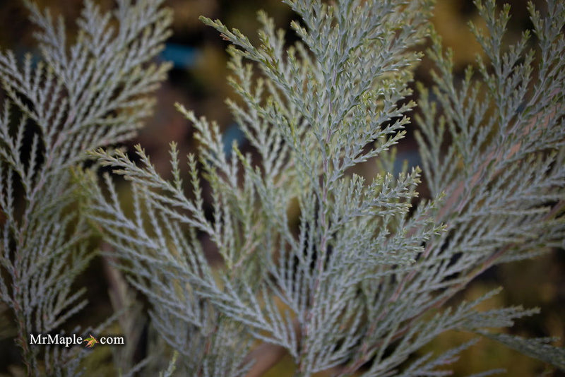 - Chamaecyparis lawsoniana 'Snow Queen’ Lawson Cypress - Mr Maple │ Buy Japanese Maple Trees