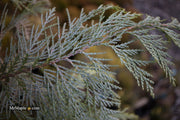 - Chamaecyparis lawsoniana 'Snow Queen’ Lawson Cypress - Mr Maple │ Buy Japanese Maple Trees