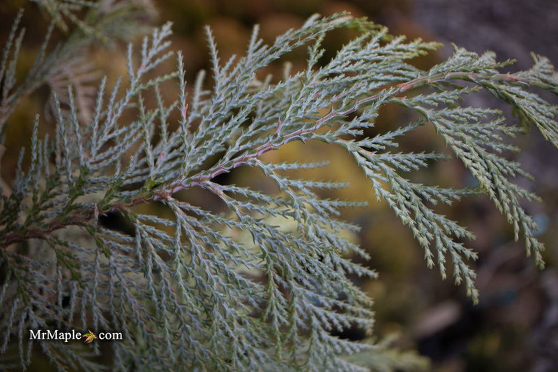 - Chamaecyparis lawsoniana 'Snow Queen’ Lawson Cypress - Mr Maple │ Buy Japanese Maple Trees