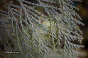 - Chamaecyparis lawsoniana 'Snow Queen’ Lawson Cypress - Mr Maple │ Buy Japanese Maple Trees