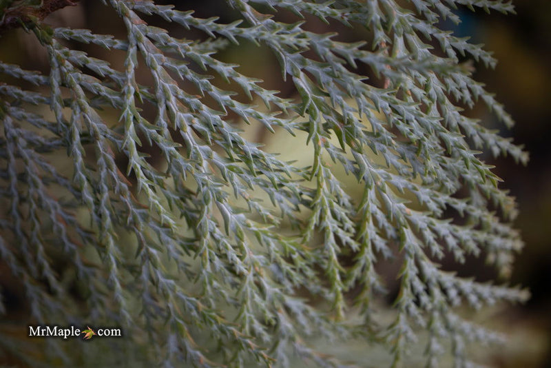- Chamaecyparis lawsoniana 'Snow Queen’ Lawson Cypress - Mr Maple │ Buy Japanese Maple Trees