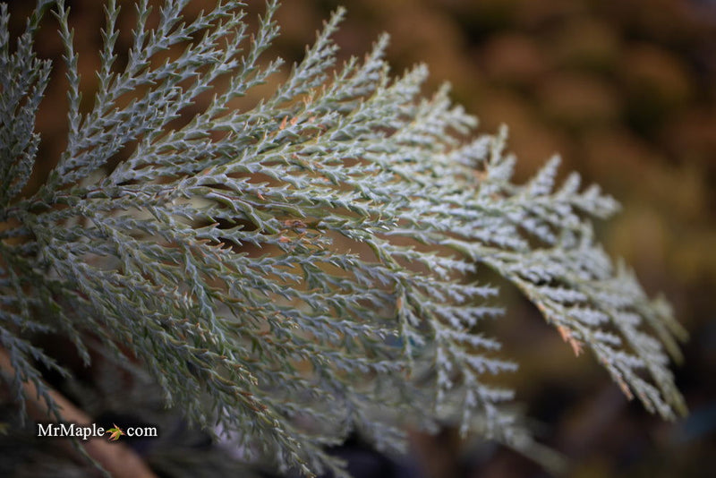 - Chamaecyparis lawsoniana 'Snow Queen’ Lawson Cypress - Mr Maple │ Buy Japanese Maple Trees