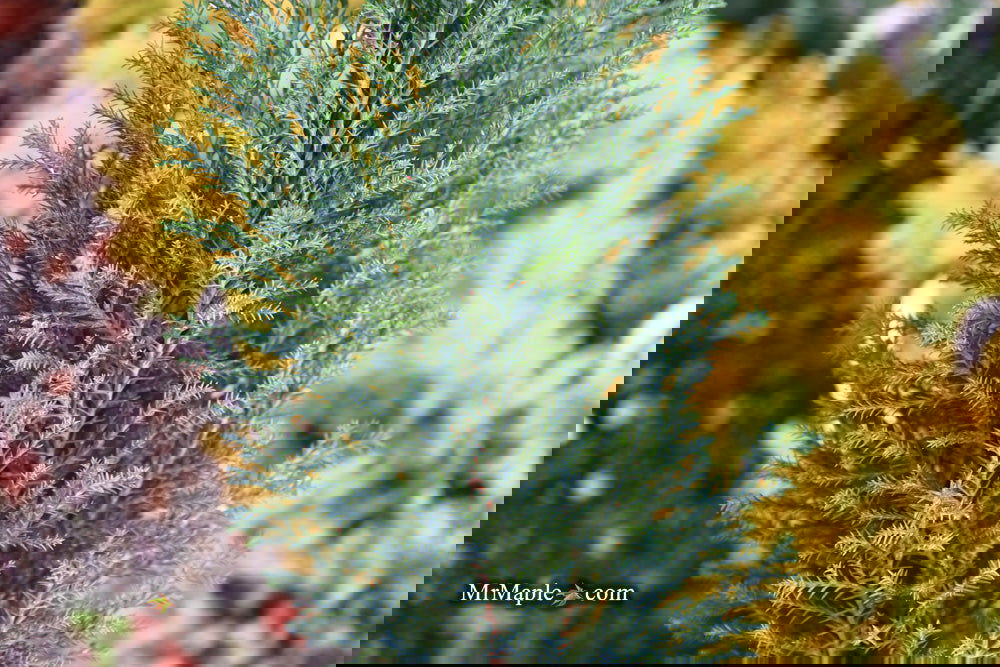 Buy Chamaecyparis lawsoniana 'Snow White' Lawson Cypress — Mr