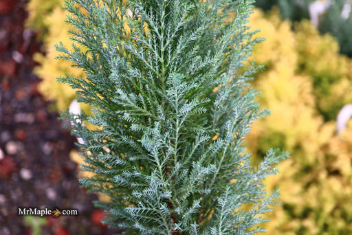 - Chamaecyparis lawsoniana 'Snow White’ Lawson Cypress - Mr Maple │ Buy Japanese Maple Trees