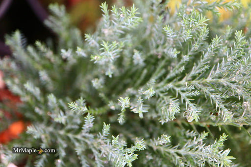 - Chamaecyparis lawsoniana 'Snow White’ Lawson Cypress - Mr Maple │ Buy Japanese Maple Trees
