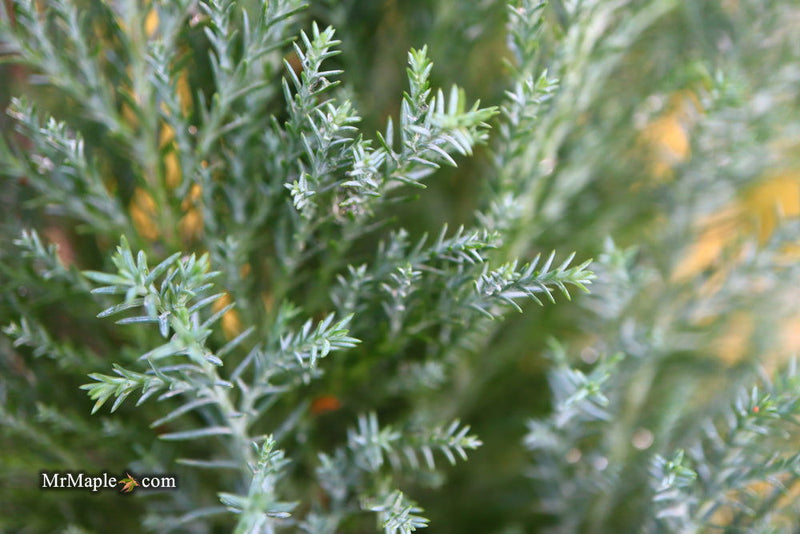 - Chamaecyparis lawsoniana 'Snow White’ Lawson Cypress - Mr Maple │ Buy Japanese Maple Trees