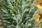 - Chamaecyparis lawsoniana 'Snow White’ Lawson Cypress - Mr Maple │ Buy Japanese Maple Trees