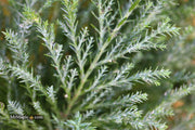 - Chamaecyparis lawsoniana 'Snow White’ Lawson Cypress - Mr Maple │ Buy Japanese Maple Trees