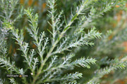 - Chamaecyparis lawsoniana 'Snow White’ Lawson Cypress - Mr Maple │ Buy Japanese Maple Trees