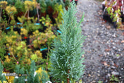 - Chamaecyparis lawsoniana 'Snow White’ Lawson Cypress - Mr Maple │ Buy Japanese Maple Trees