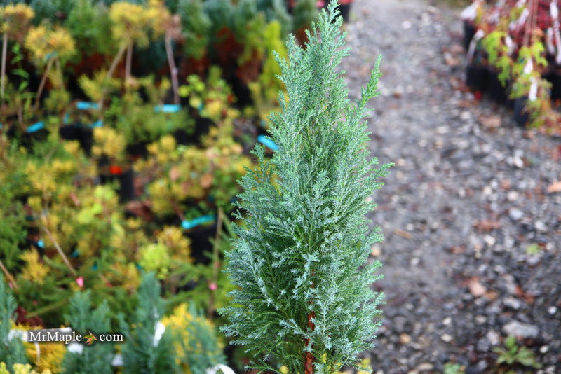 - Chamaecyparis lawsoniana 'Snow White’ Lawson Cypress - Mr Maple │ Buy Japanese Maple Trees